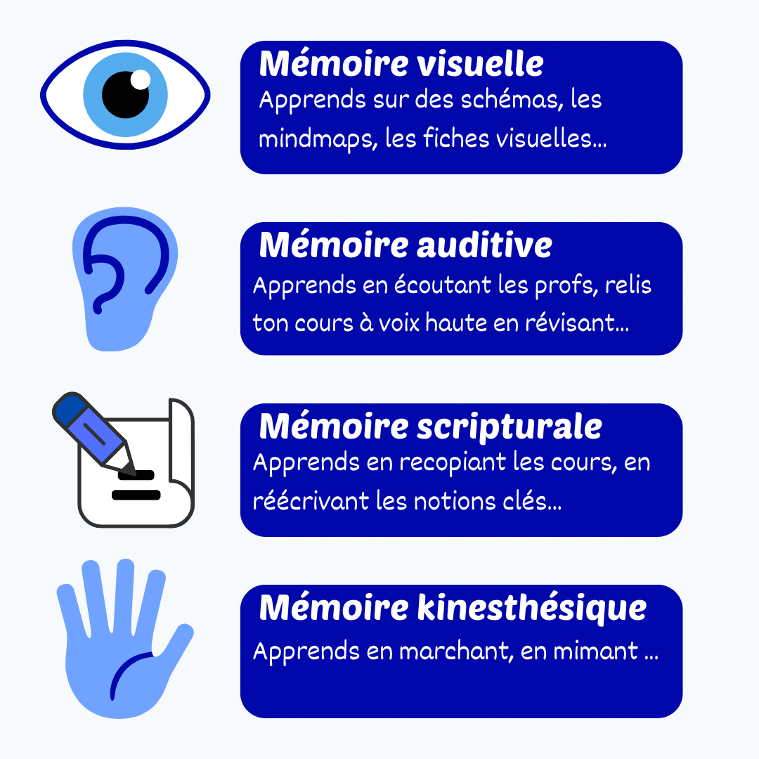 Les différents types de mémoire pour apprendre : 
- la mémoire visuelle 
- la mémoire auditive
- la mémoire scripturale
- la mémoire kinesthésique